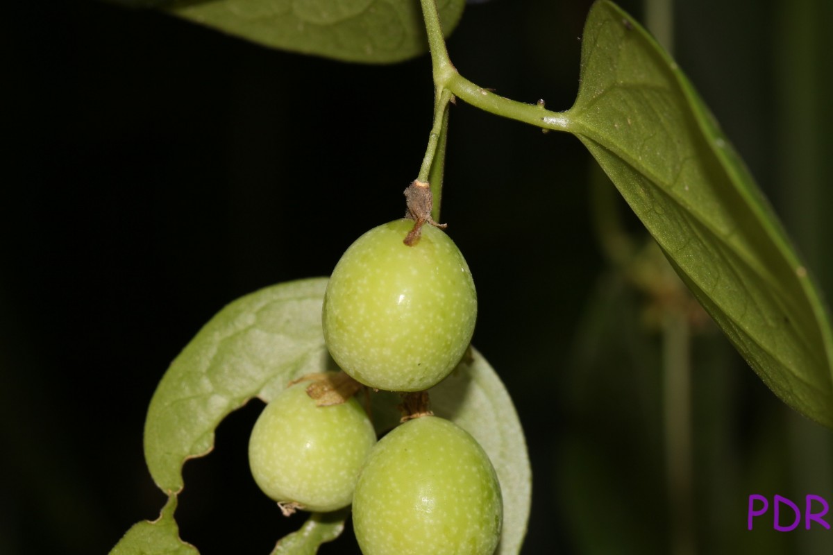 Passiflora suberosa L.